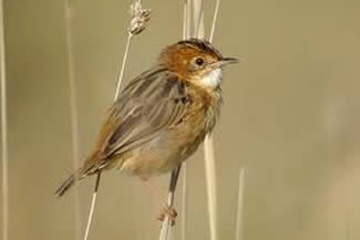 Goudkopgraszanger - Cisticola exilis